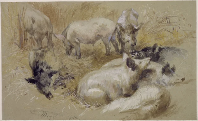 Porcos num campo de trigo