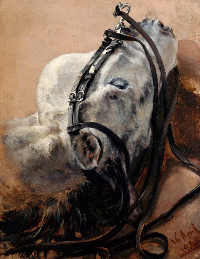 Estudio de caballo, cabeza tumbada, con su arnés