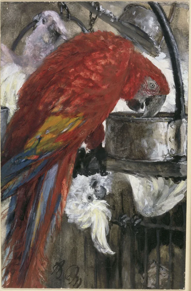 L'Ara rouge et des cacatoès (Album pour les enfants)