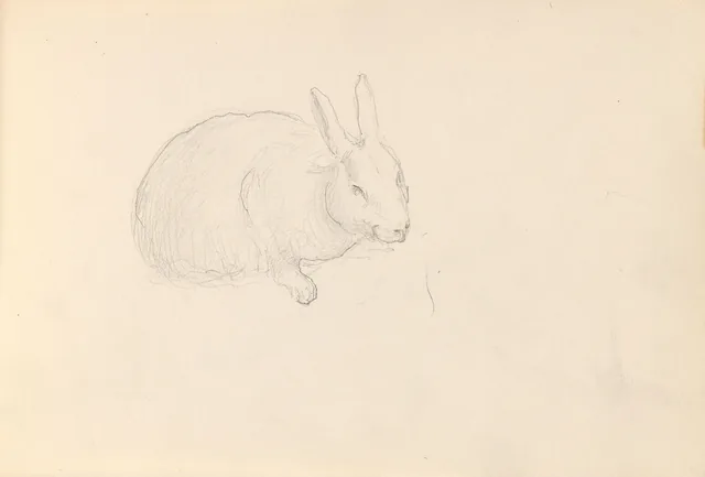 野ウサギ