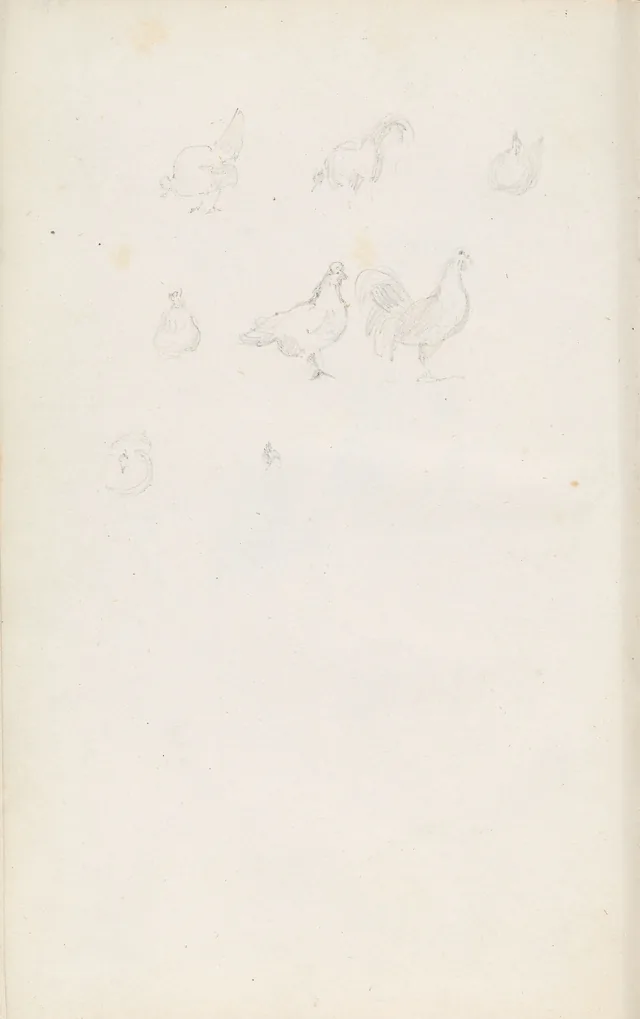 雌鶏
