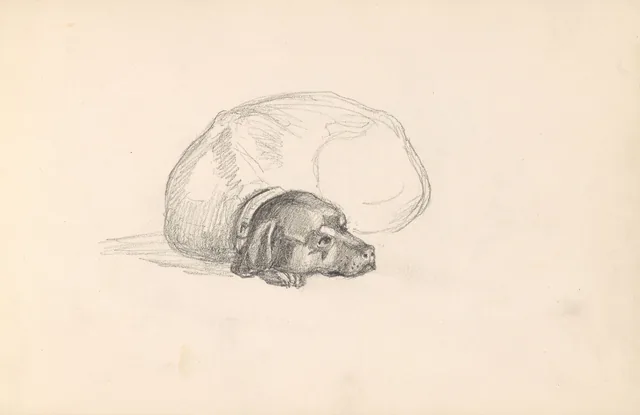 横たわる犬