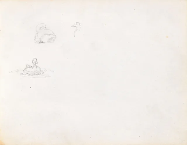 鴨の習作