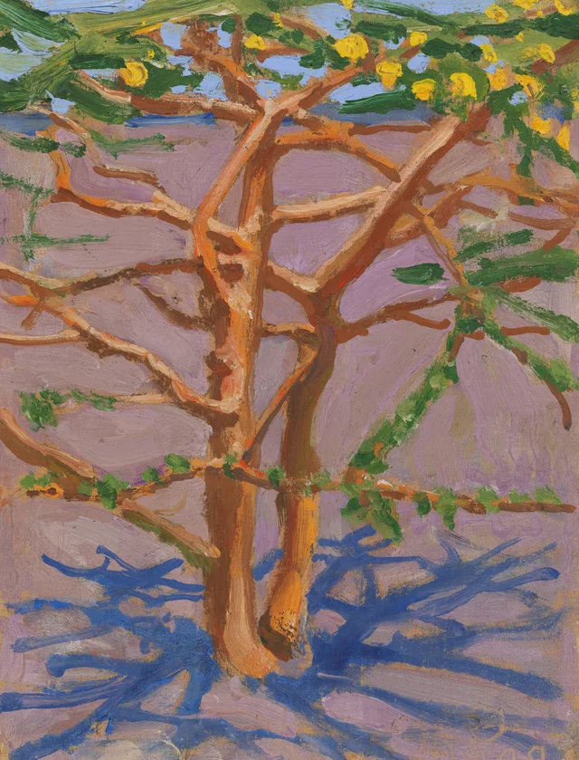 Acacia en el desierto