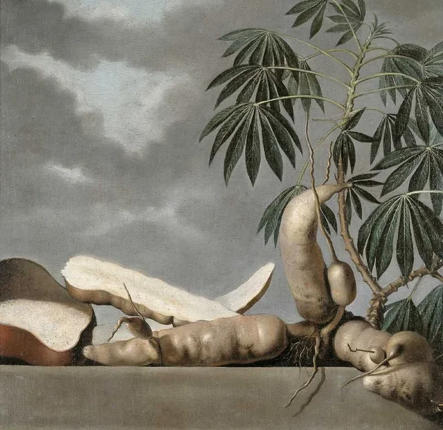 Manioc, Albert Eckhout