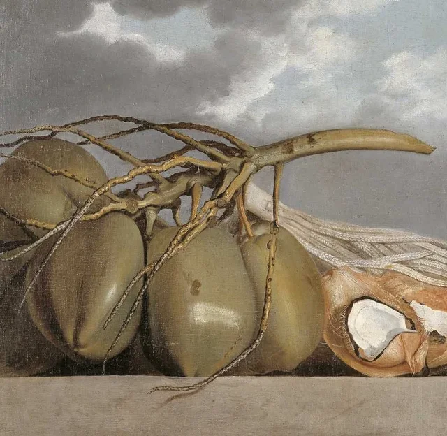 Coconuts, Albert Eckhout