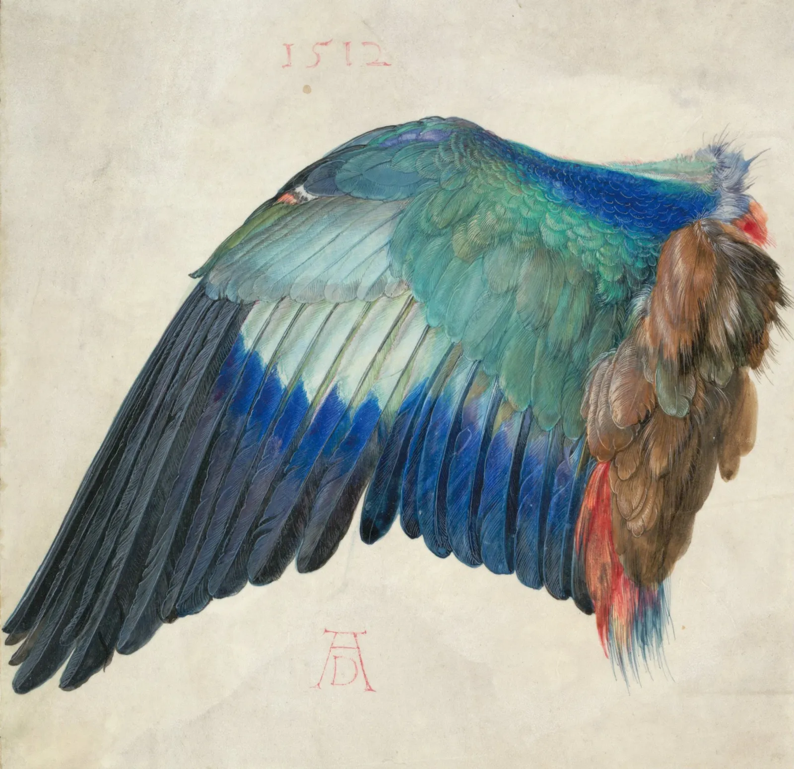 Aile de Rollier bleu, Albrecht Dürer