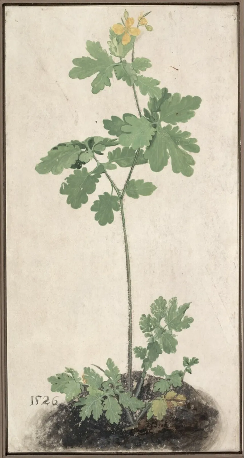 Chélidoine, Albrecht Dürer