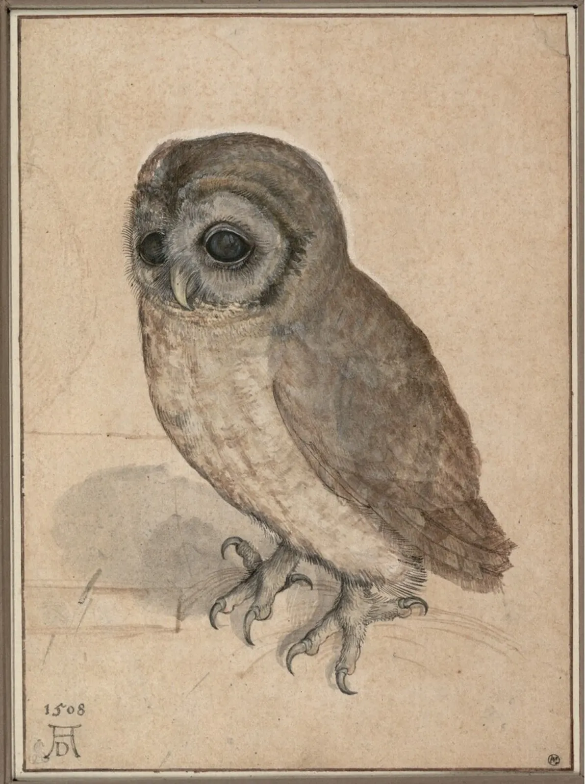 Chouette-effraie, Albrecht Dürer