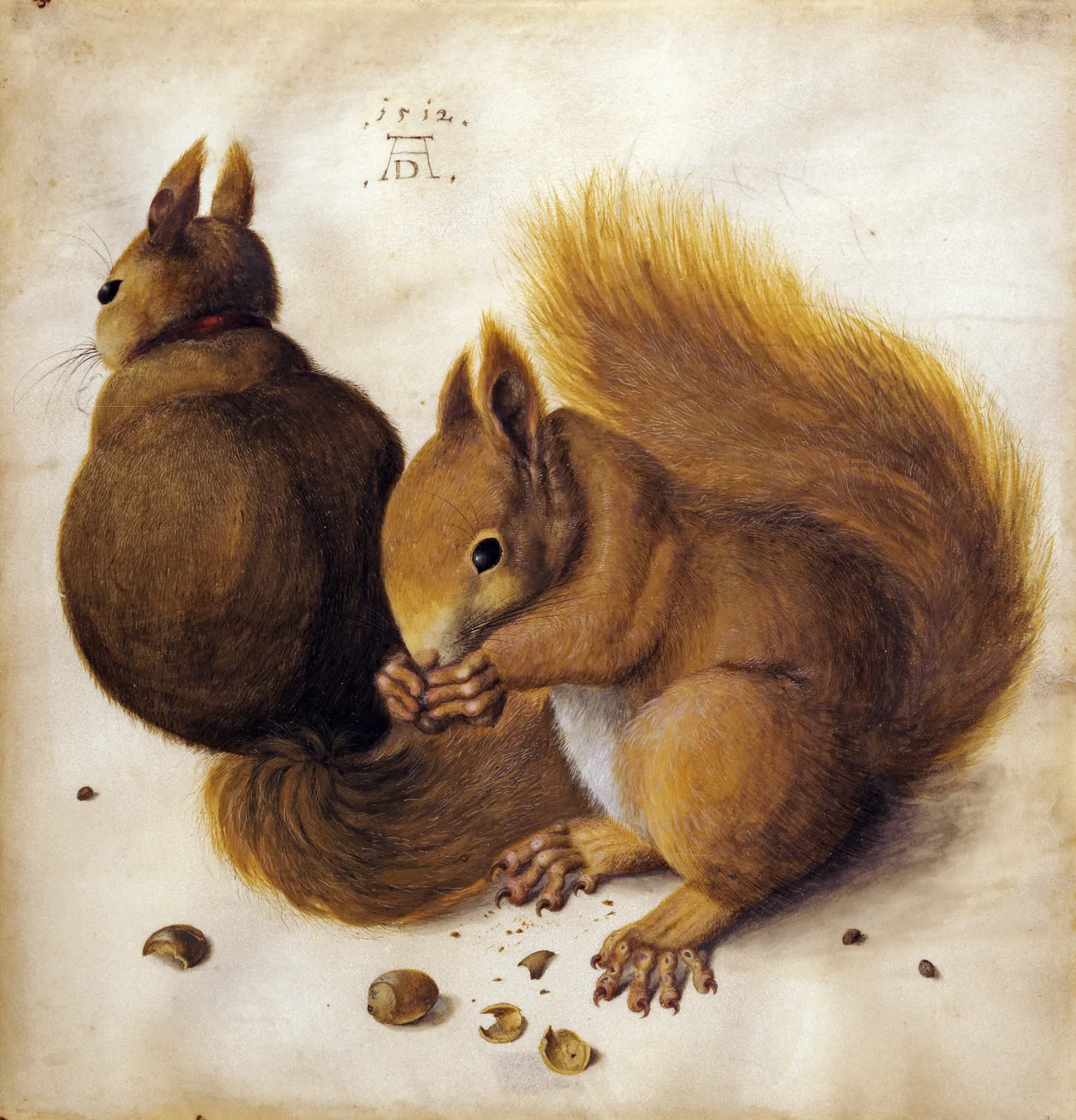 Deux écureuils, Albrecht Dürer