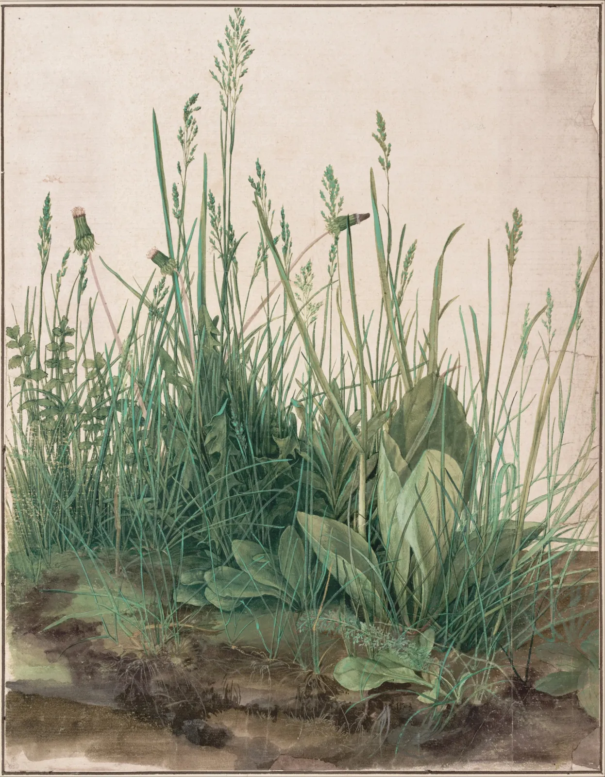 Grande Touffe d'herbes, Albrecht Dürer