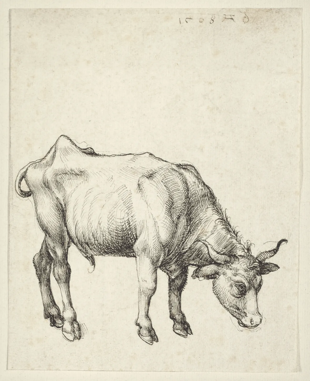 Jeune Taureau, Albrecht Dürer