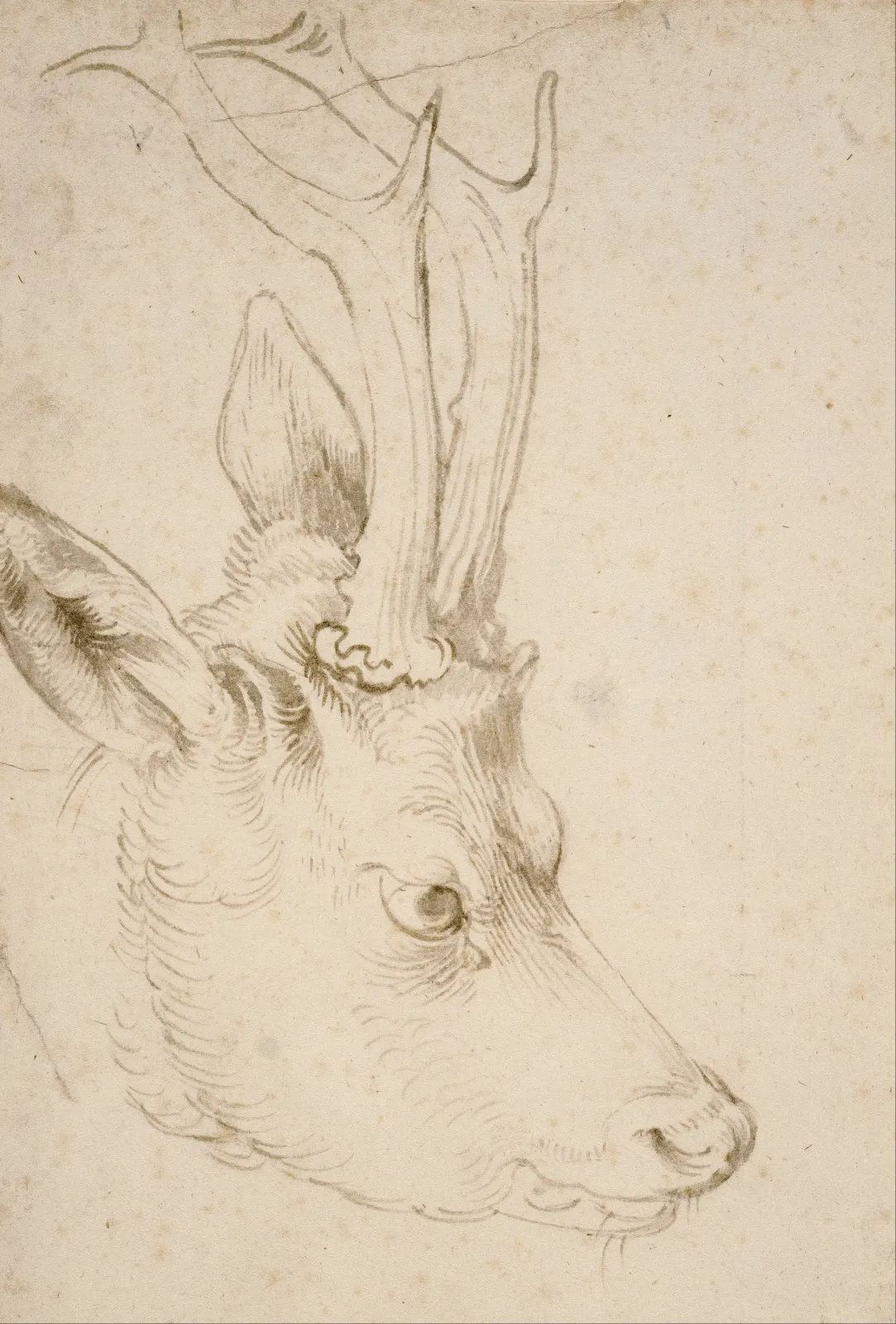 Tête de chevreuil, Albrecht Dürer
