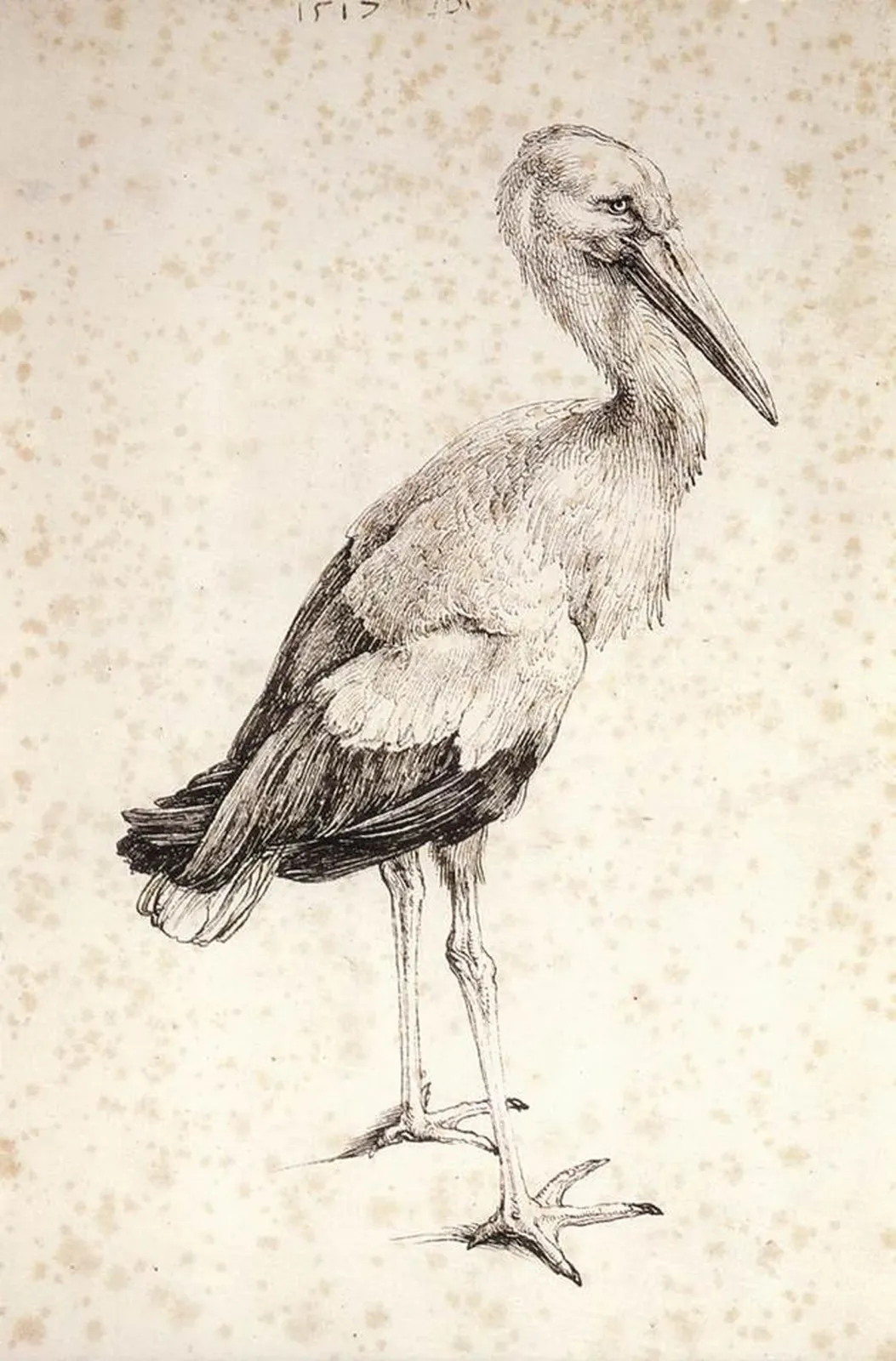 La Cigogne, Albrecht Dürer