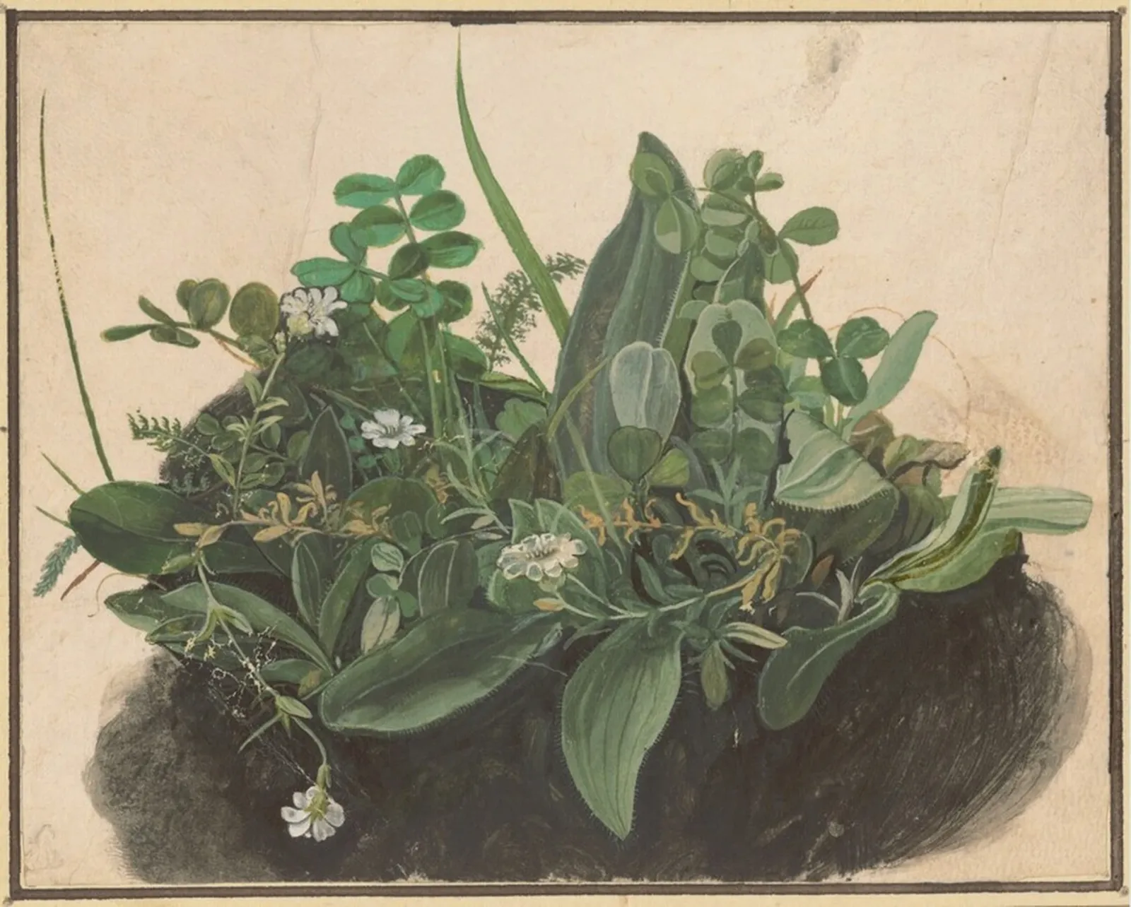 La petite touffe d'herbes, Albrecht Dürer