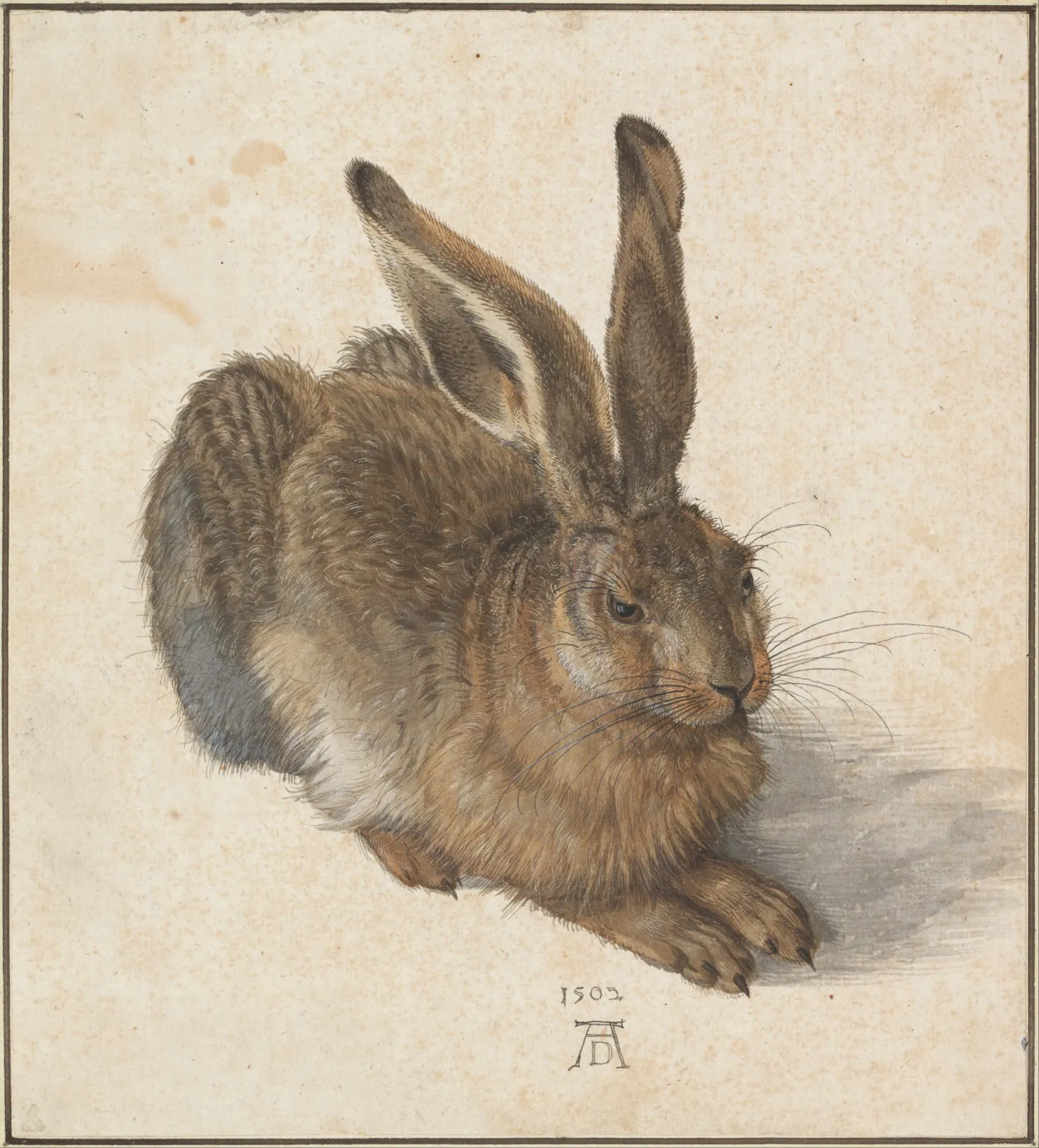 Le Lièvre, Albrecht Dürer