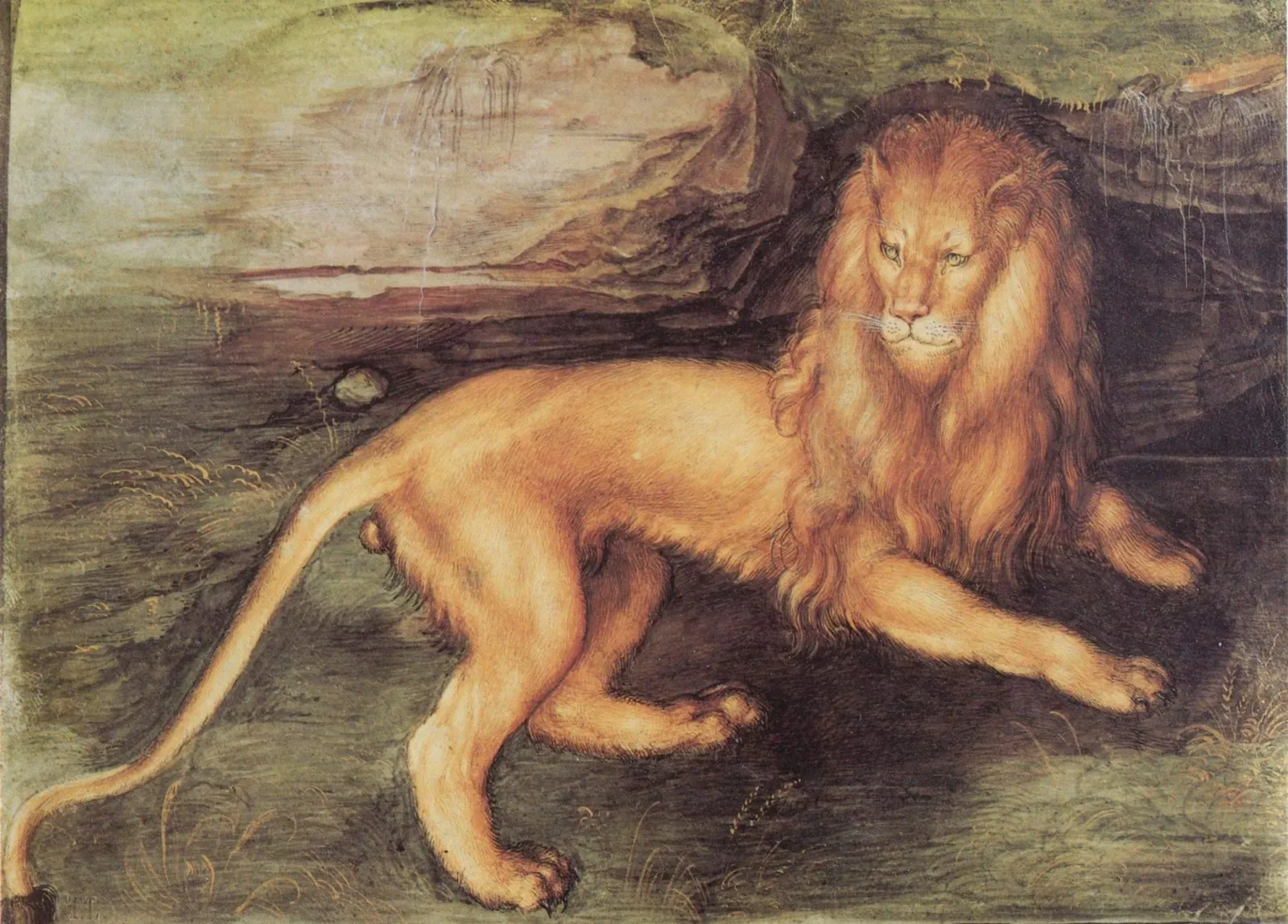 Lion, Albrecht Dürer