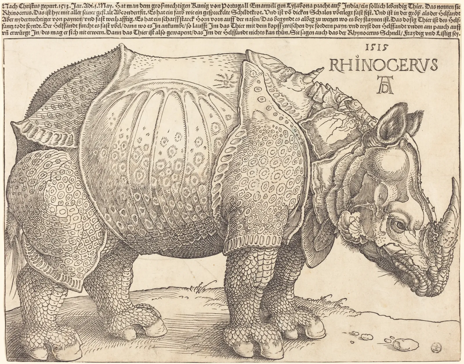 Rhinocéros, Albrecht Dürer