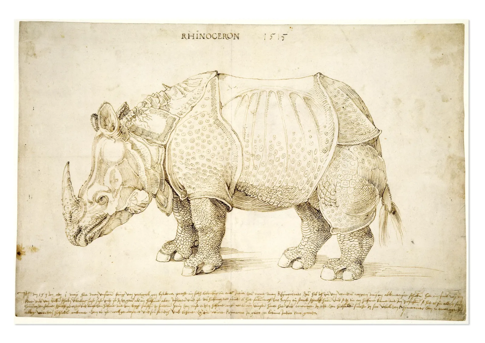 Rhinoceros (Studie), Albrecht Dürer