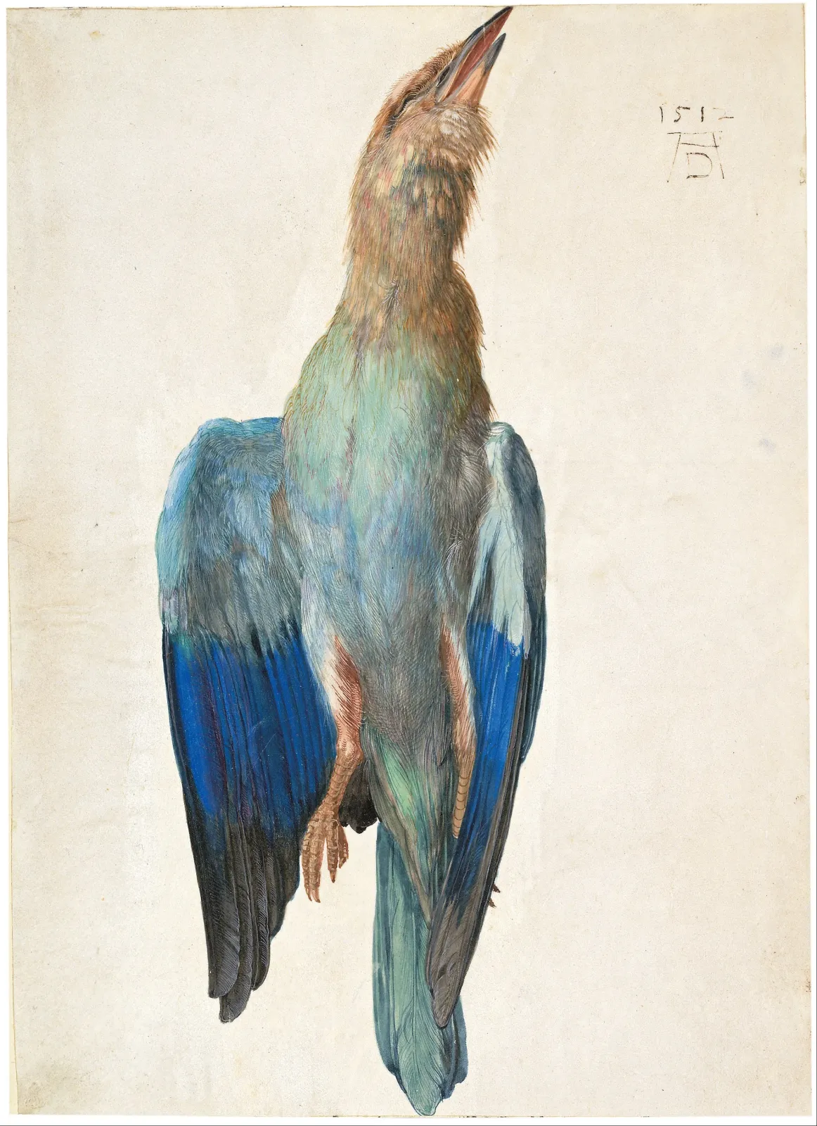 Rollier bleu mort, Albrecht Dürer