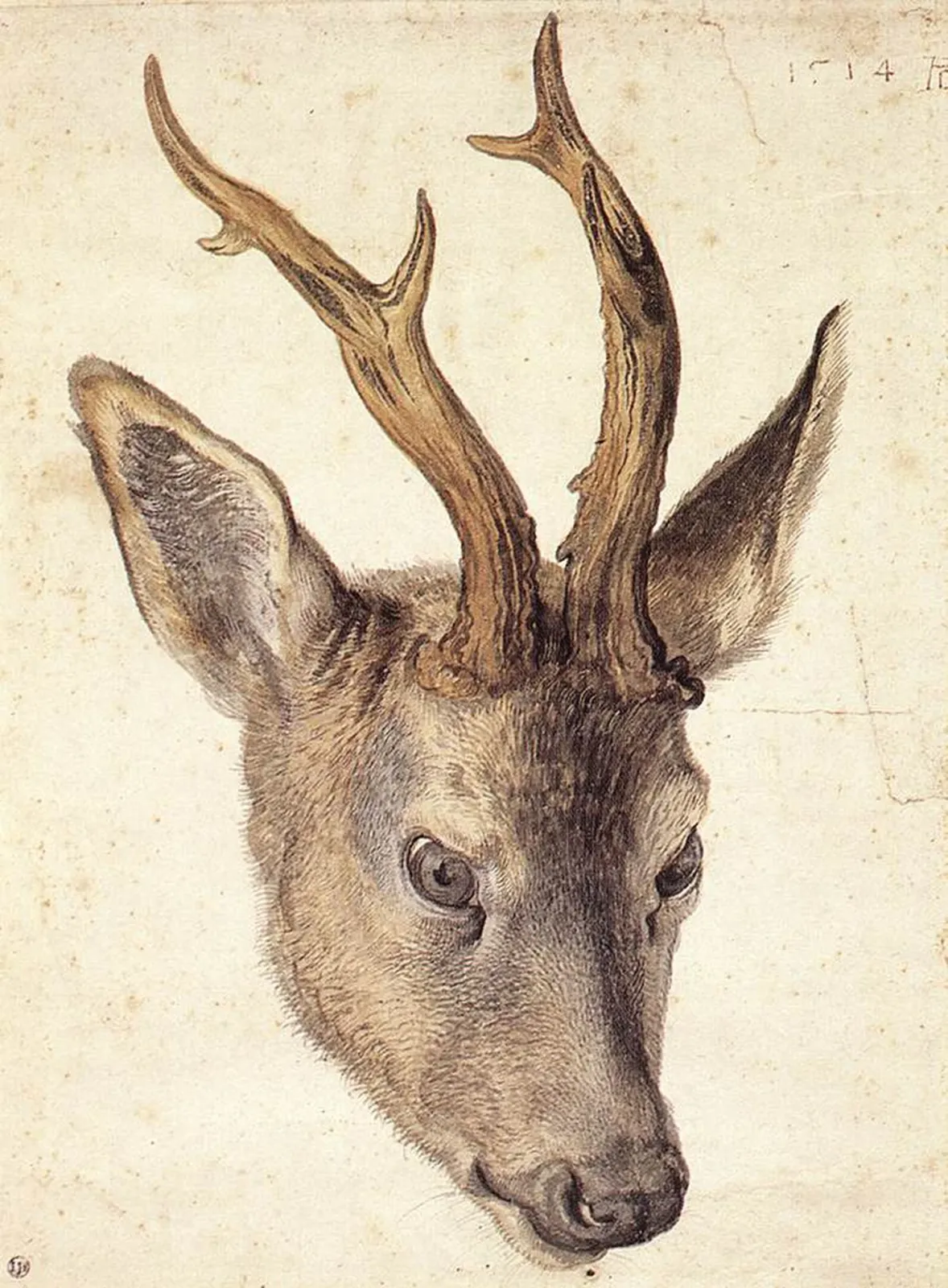 Tête de chevreuil, Albrecht Dürer