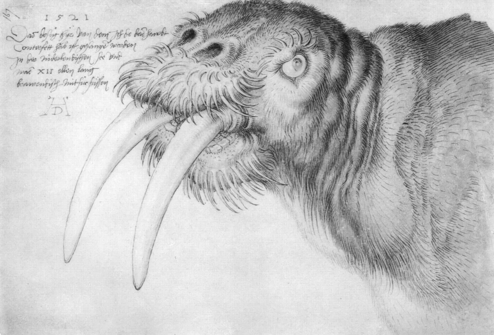 Tête de morse, Albrecht Dürer