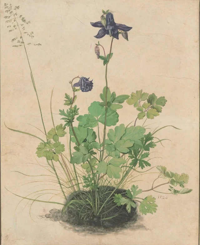 Aquilegia