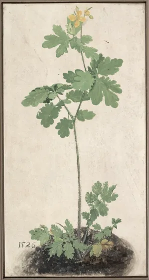 Chélidoine