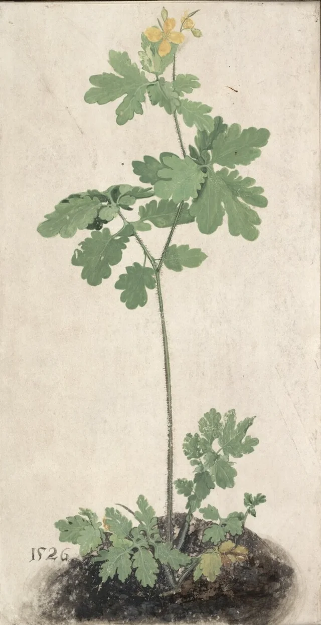 Celidonia, Albrecht Dürer