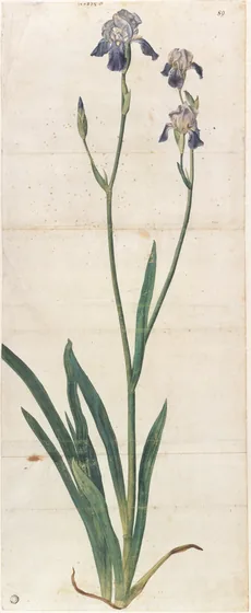 Iris à fleurs bleues