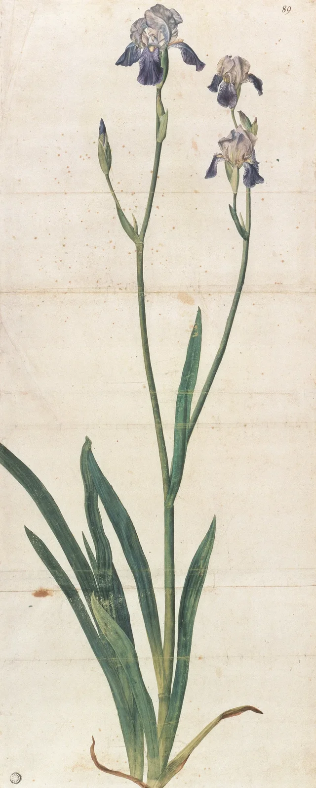 Lirio de flores azules