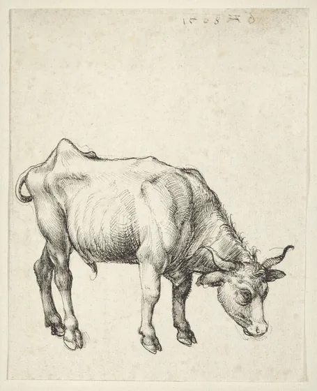 Junger Stier