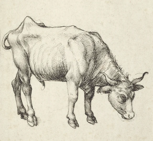 Toro joven