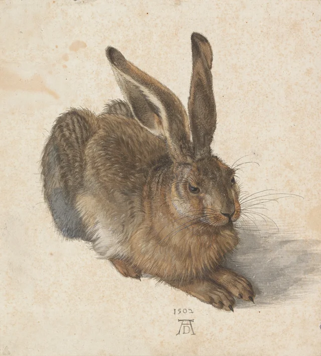La liebre, Albrecht Dürer