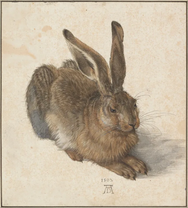 Le Lièvre, Albrecht Dürer