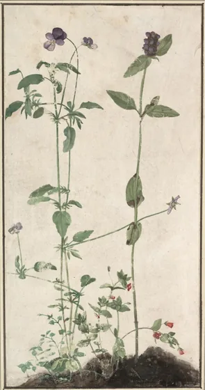 Quatre plantes médicinales