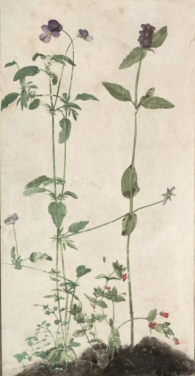 Cuatro plantas medicinales, Albrecht Dürer