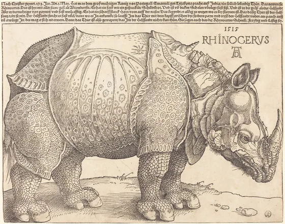 Rhinocéros