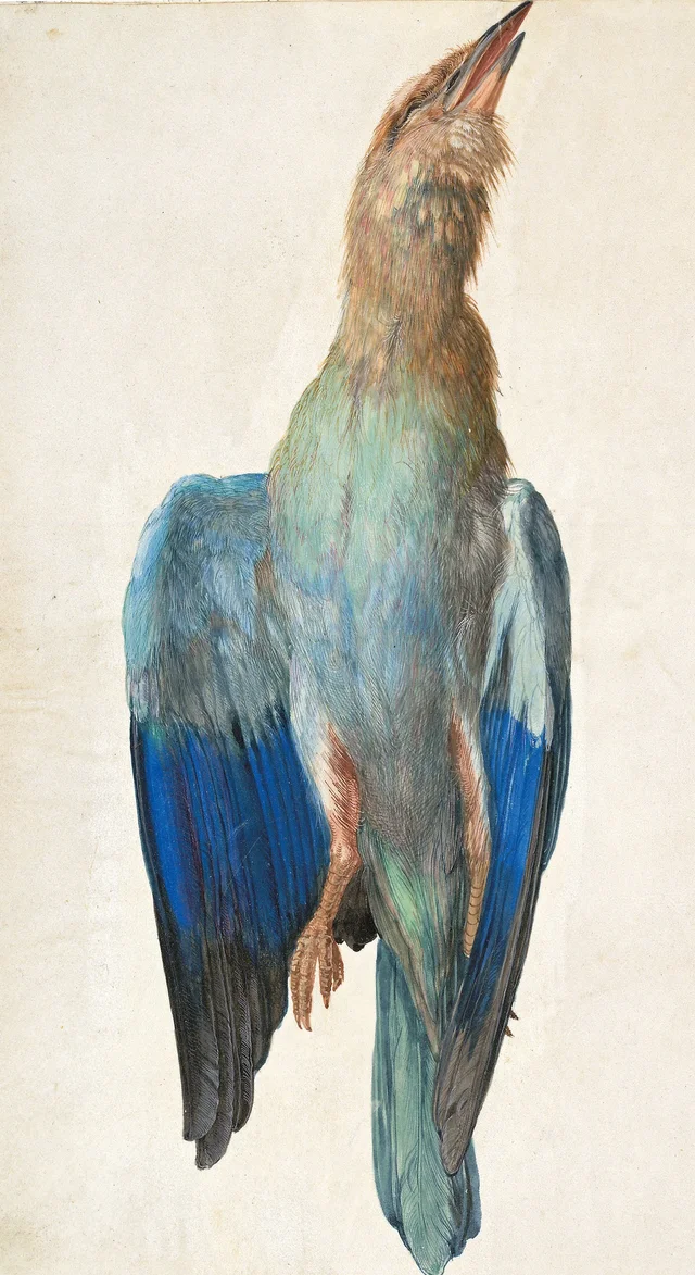 Carraca azul muerta, Albrecht Dürer