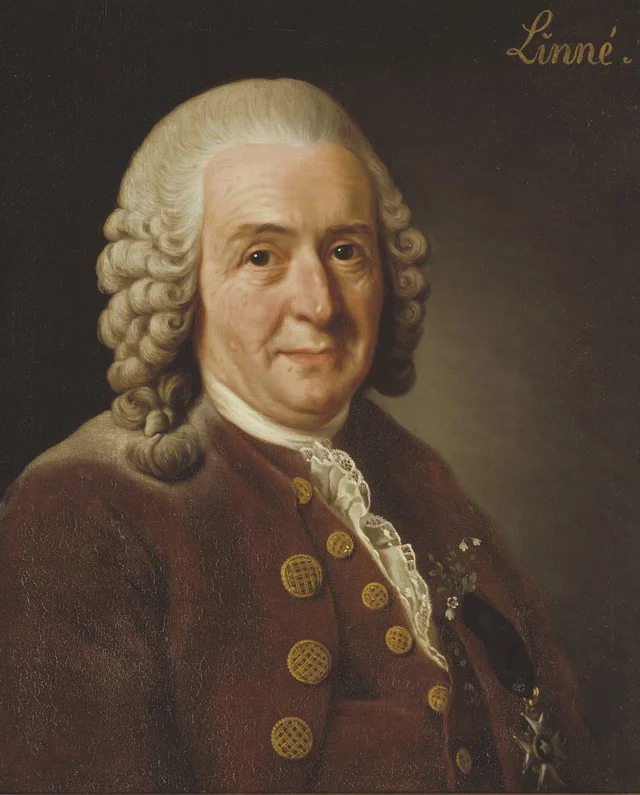 Carl von Linné (1707-1778), profesor, botánico