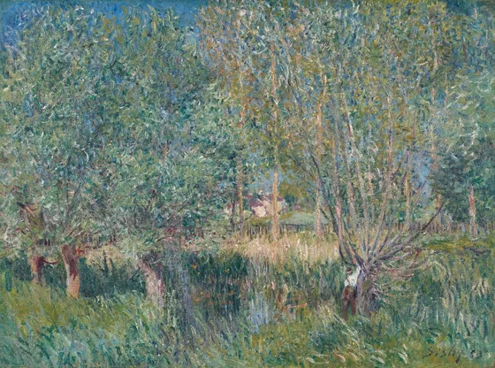 Saules au bord de l'Orvanne