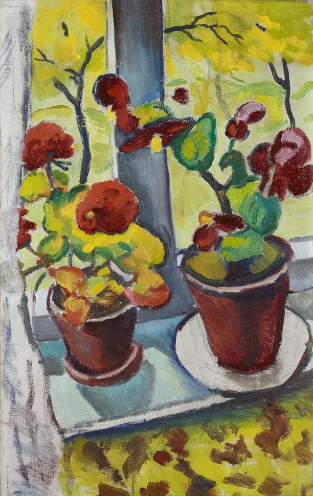 Flores à janela, begónias em vasos I