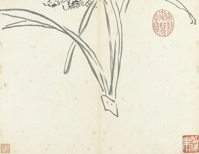 Esquisses d'après nature, par Chuanqi : narcisse, Bada Shanren