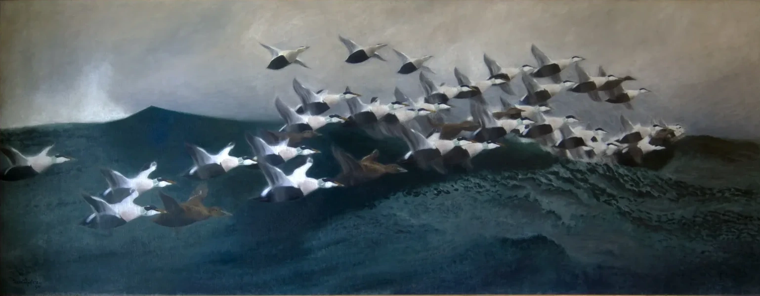 Eiders en migración, Bruno Liljefors