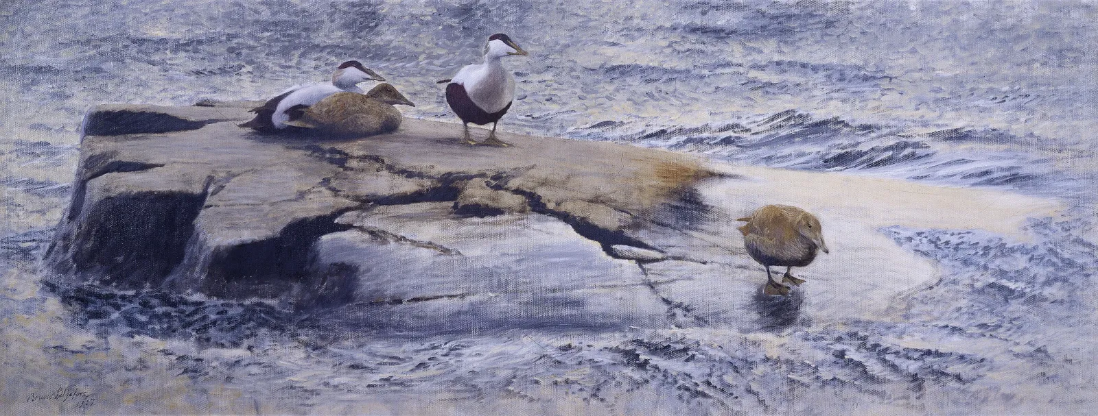 Eiders junto al islote, Bruno Liljefors