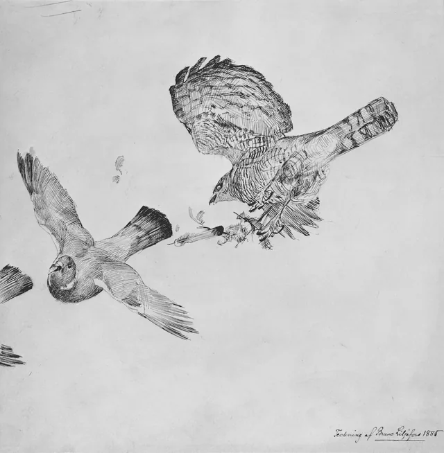 鳩を狩るオオタカ