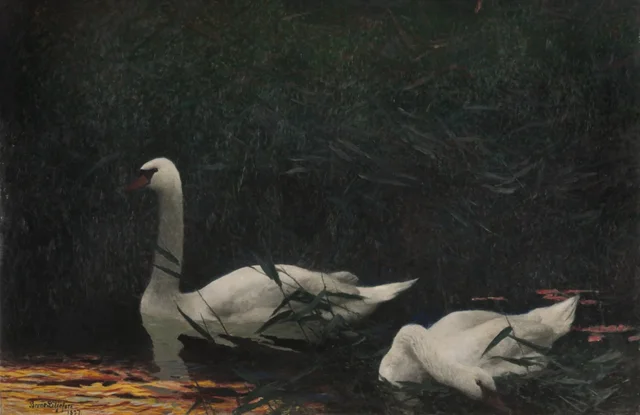 Cisnes