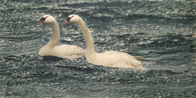 Cisnes