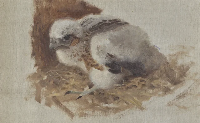 Étude de détail pour Nid de faucon pèlerin, Bruno Liljefors
