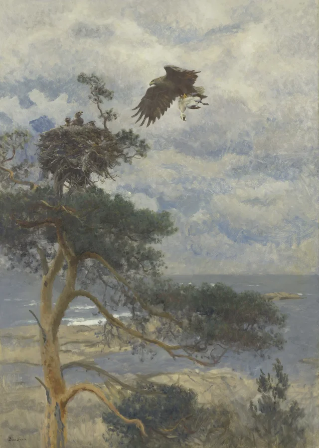 Pygargue avec un eider mâle pour proie près de son nid sur la côte, Bruno Liljefors